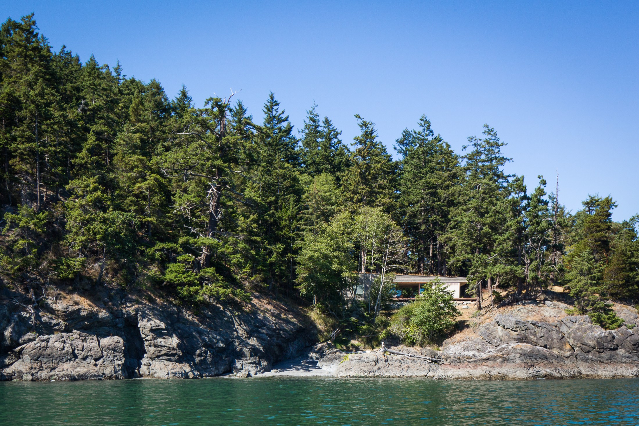 Lone Madrone from the water